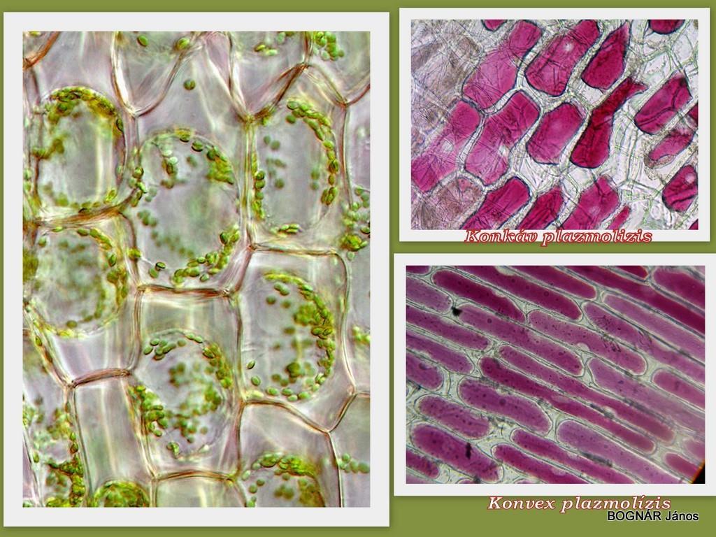 Biológia 10. 5 Biokémia 1. ábra: Konkáv és konvex plazmolízis forrás: http://www.plantarium.
