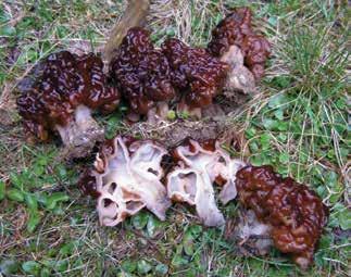 Szeklerland, for instance, especially the Verpa bochemica and Morchella deliciosa (former: elata, conica) species are regarded as morels, and in some places the Gyromitra spp.