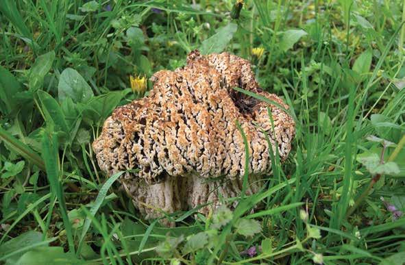 Morels and Elfin Saddles from the Carpathian Basin Morchella