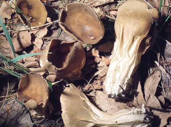 Mitrophora semilibera (DC.) Lév.