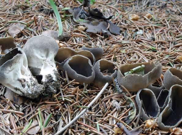 Helvella elastica Bull.