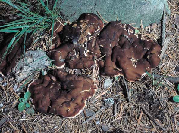 Gyromitra gigas (Krombh.