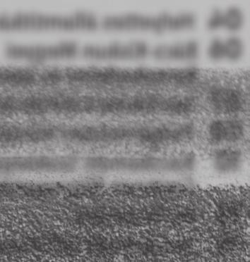 Kecskeméti SZC Kada Elek Közgazdasági Szakgimnáziuma Finta Zita