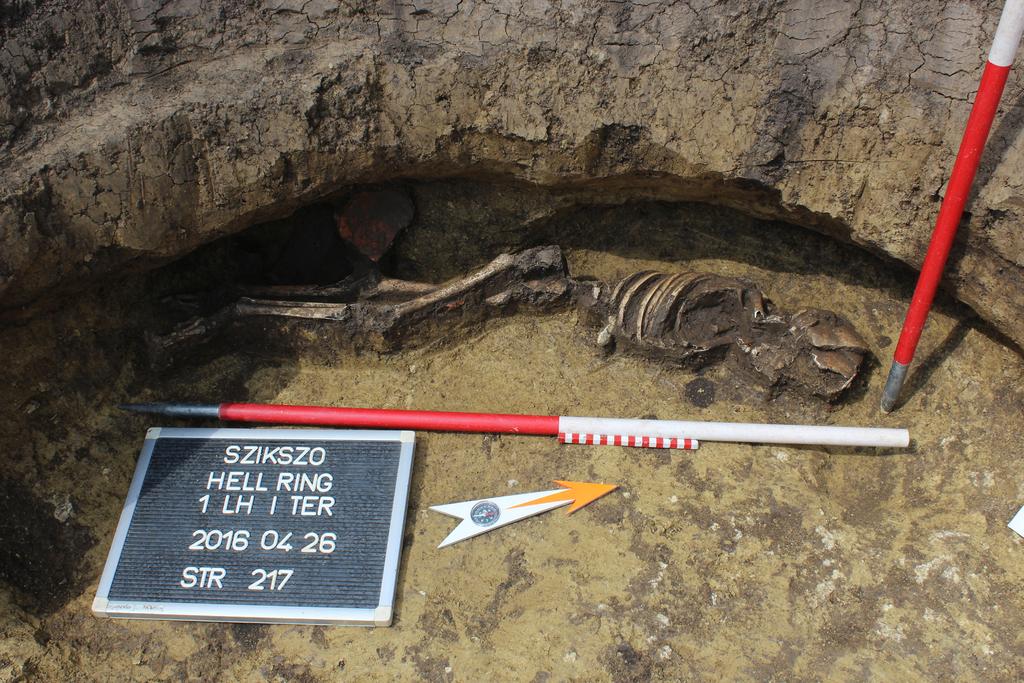 7 Különleges leletnek számít a terület északkeleti szélén, az S 85 számú, nagyméretű agyagkitermelő gödör egyik bugyrában talált 5-6 éves gyermek csontváza.