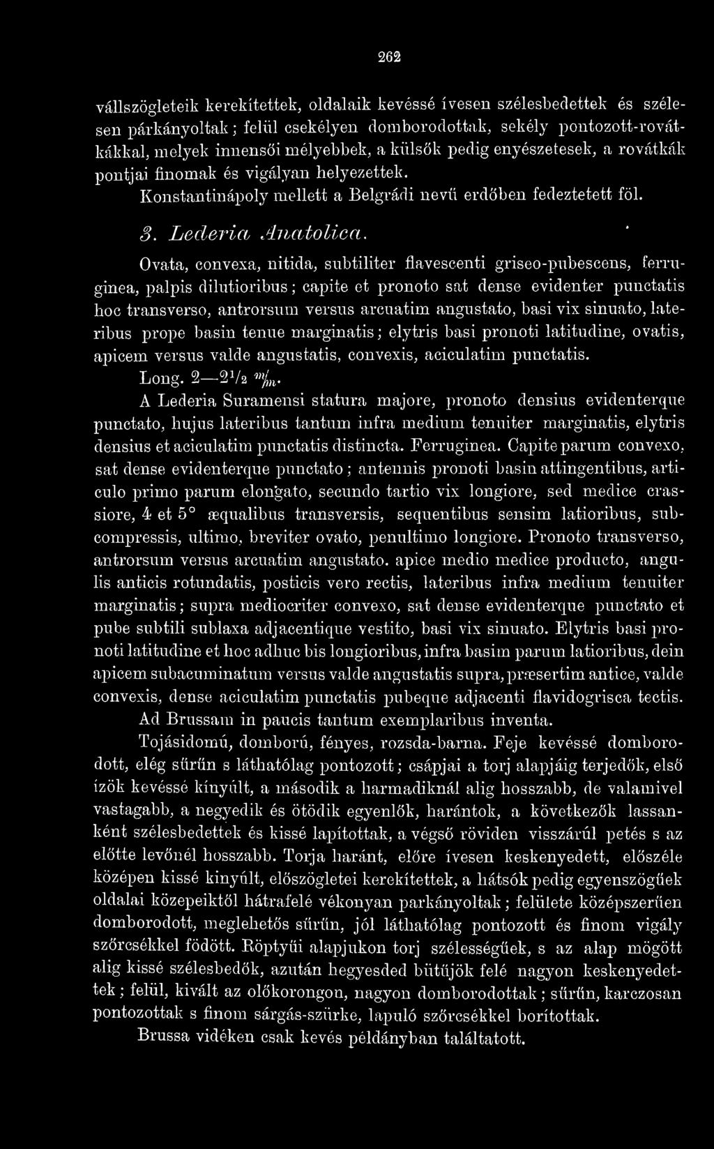 A Lederia Suramensi statura majore, pronoto densius evidenterque punctato, hujus lateribus tantum infra medium tenuiter marginatis, elytris densius et aciculatim punctatis distincta. Ferrnginea.