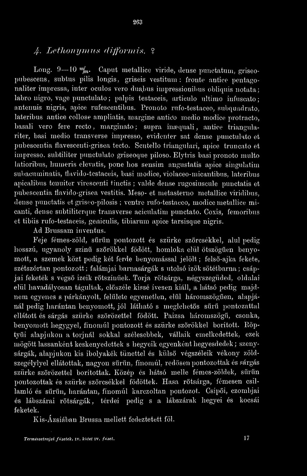 Pronoto rufo-testaceo, subquadrato, lateribus antice collosé ampliatis, margine autico medio modice protracto, basali vero fere recto, marginato ; supra ina?