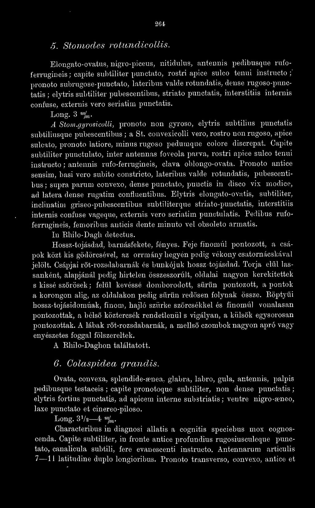 rotnndatis, dense rugoso-pnnctatis ; elytris subtiliter pubescentibns, striato pnnctatis, interstitiis internis confnse, externis vero seriatim pnnctatis. Long. 3 %,. A Stom.