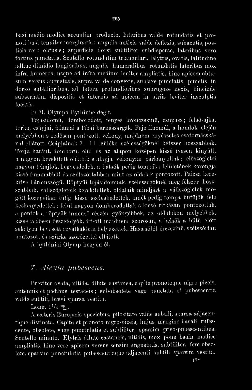 Elytris, ovatis, latitudine adhuc diinidio longioribus, angulis humeralibus rotundatis lateribus mox infra liumeros, usque ad infra medium leniter ampliatis, hinc apicem obtusum versus angastatis,,