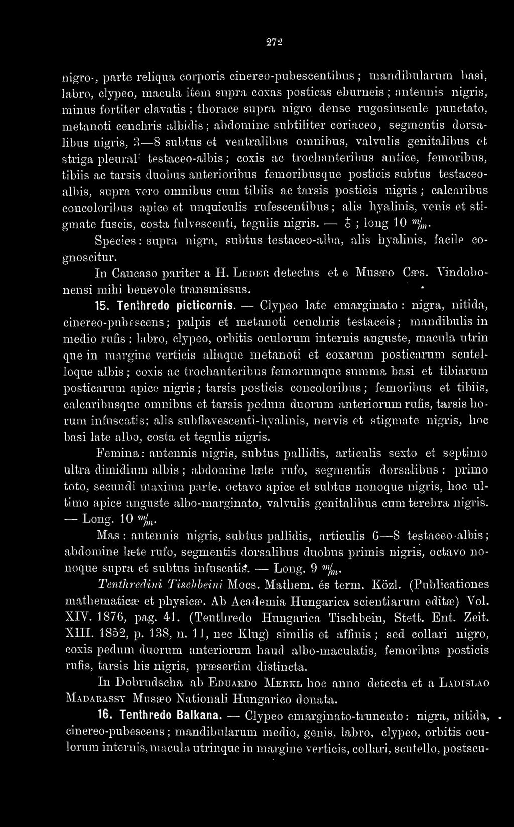 testaceo-albis ; coxis ac trochanteribus antice, femoribus, tibiis ac tarsis duobus anterioribus femoribusque posticis subtus testaceoalbis, supra vero omnibus cum tibiis ac tarsis posticis nigris ;