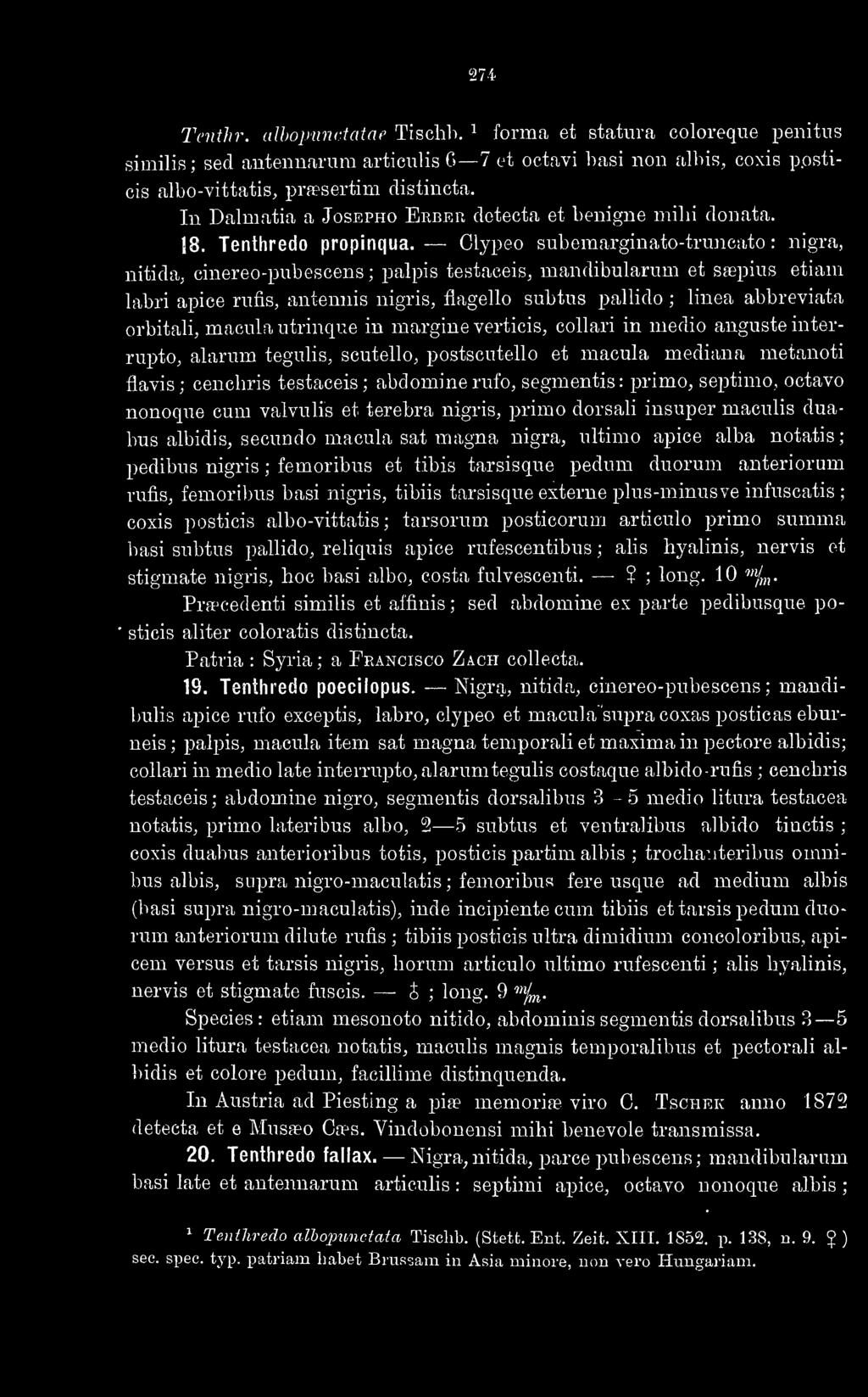 Clypeo subemarginato-tiimcato : nigra, nitida; cinereo-pubescens; palpis testaceis, mandibularum et saspius etiam labri apice riifis, antennis nigris, flagello subtus pallido ; linea abbreviata