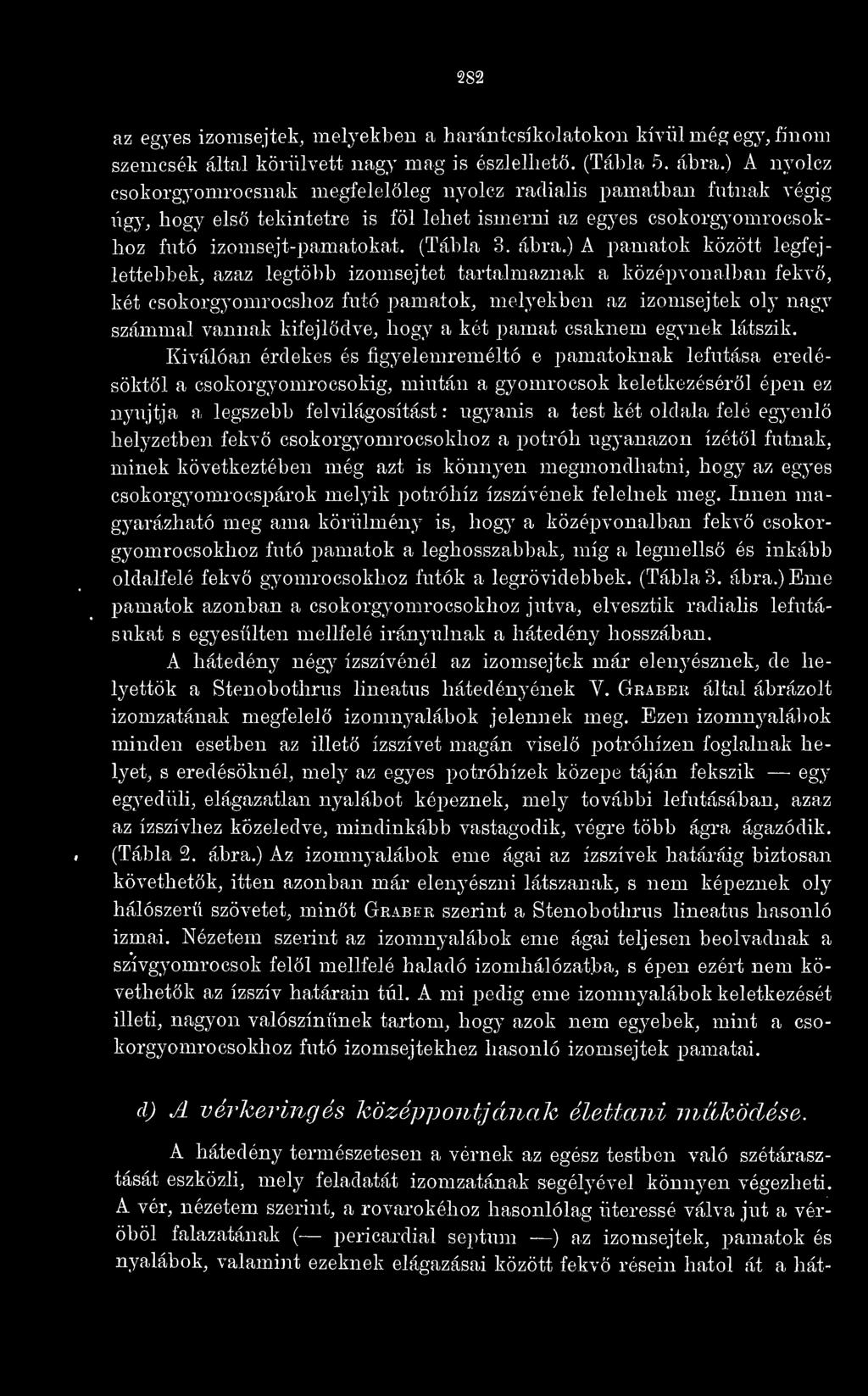) A pamatok között legfejlettebbek, azaz legtöbb izomsejtet tartalmaznak a középvonalban fekv, két csokorgyomrocshoz futó pamatok, metyekben az izomsejtek oly nagy számmal vannak kifejldve, hogy a