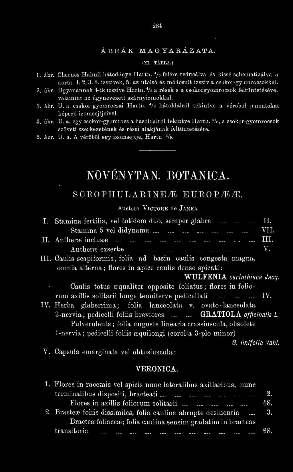 Vs hátoldalról tekintve a A^éröböl pamatokat képez izomsejtjeivel. 4. ábr. U. a. egy csokor-gyomrocs a hasoldalról tekintve Hartn.