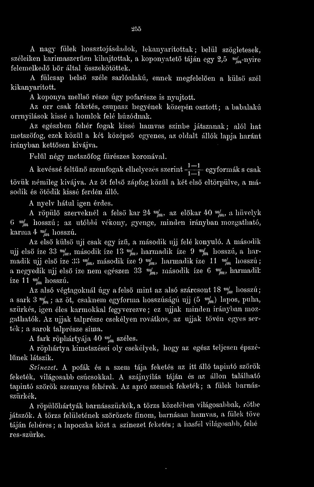 Az orr csak feketés, csupasz hegyének közepén osztott; a babalakú orrnyilasok kissé a homlok felé húzódnak.