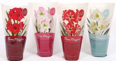 Amaryllis* 999