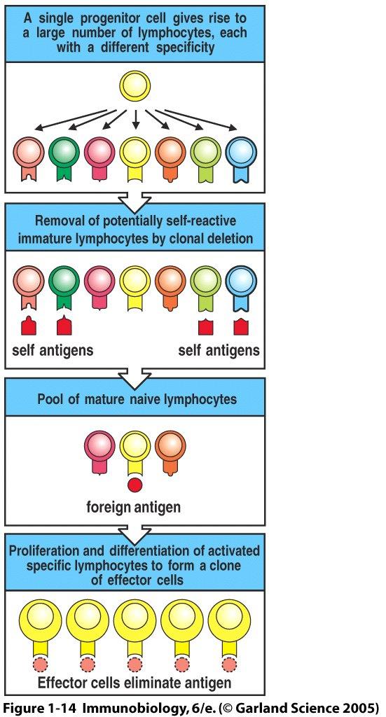 Proliferáció Proliferáció Ig vagy TcR génátrendeződés à Antigénreceptor expresszió Figure 1-14 Tolerancia típusok Elsődleges nyirokszervek