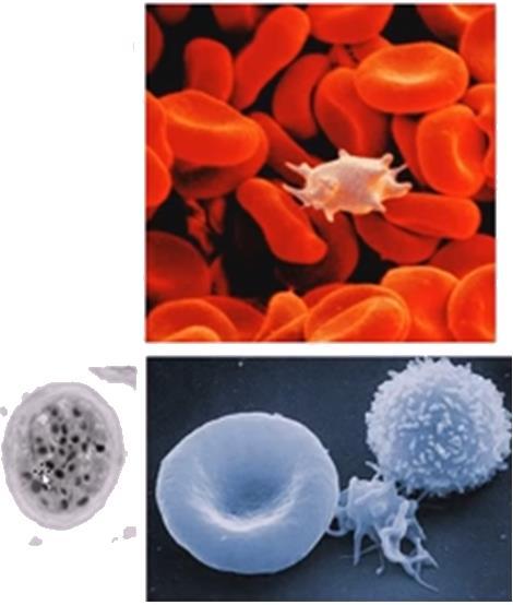 EICOSANOIDok (ARACHIDONsav származékok) Sejtmembrán részei 1) Prosztaglandinok 2) Leukotriének 3) Lipoxinok PROSZTAGLANDINOK (THROMBOXANOK is) Fájdalom Láz ASPRIN Alvadási kaszkád LEUKOTRIÉNEK