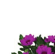 07. 02. HÉTFŐTŐL 07. 04.