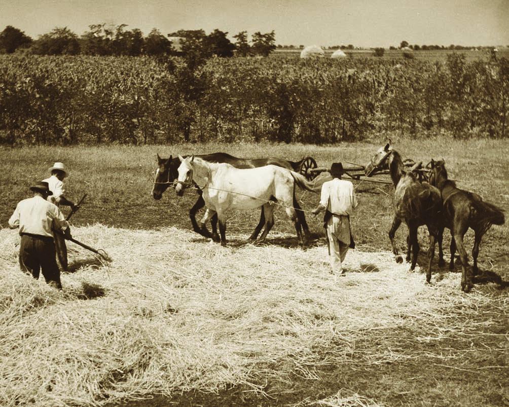 (Hungarian Journal of) Animal Production ÁLLATTENYÉSZTÉS és TAKARMÁNYOZÁS 20