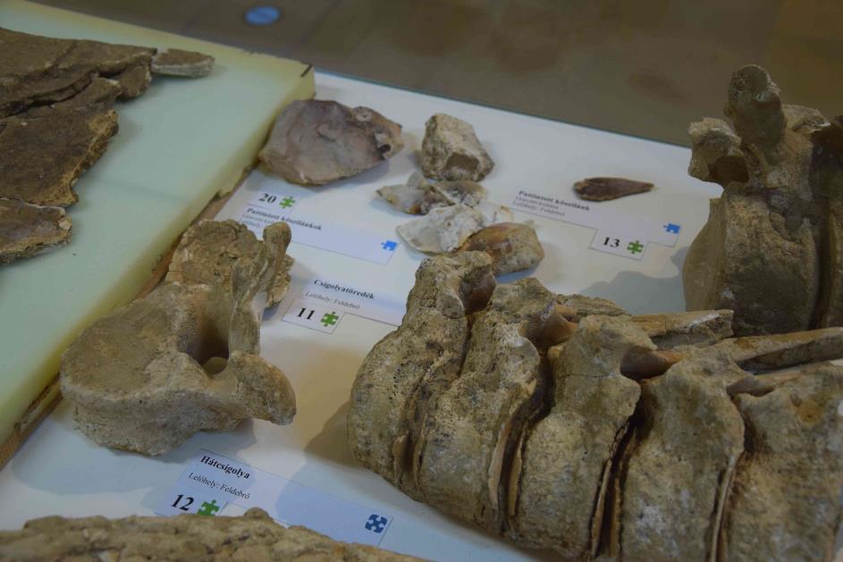 Többszöri leletmentő ásatás során kerültek begyűjtésre a rendkívül érdekes és értékes őslénytani, valamint régészeti leletek.