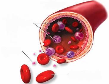 HEMATOLÓGIA haima (αἷμα) WBC PLT RBC Szakony Szilvia