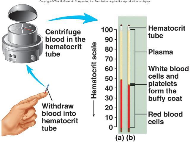 HEMATOKRIT