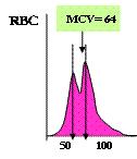 RBC szám RBC MÉRT PARAMÉTEREK MCV (Mean Cell Volume) - átlagot adja meg!