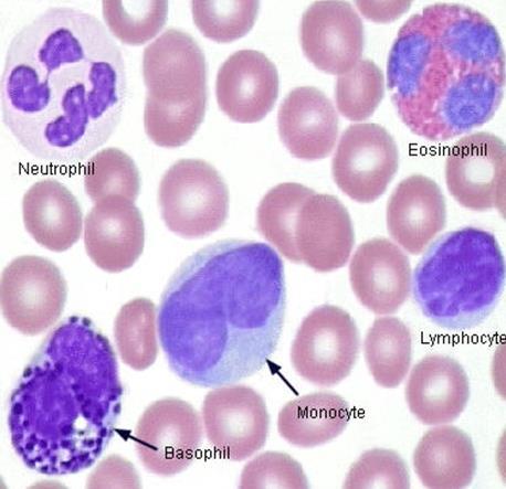 bazofil granulumokat és enyhén a neutrofil granulumokat.