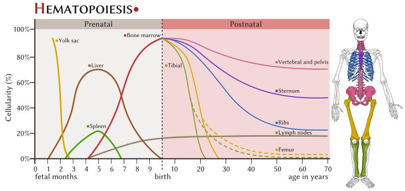 HEMATOPOIESIS HELYE