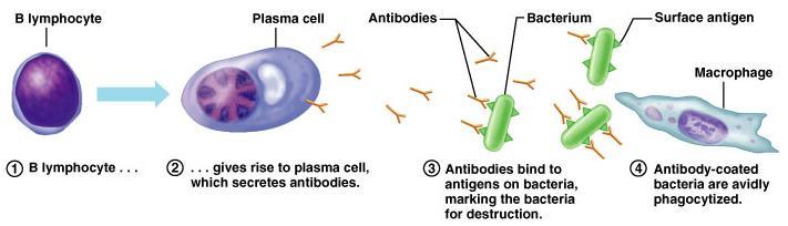 B LIMFOCITA Plazma sejtté képes differenciálódni Plazma sejtek