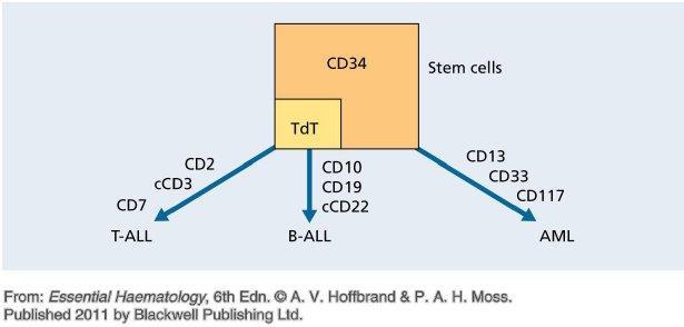 IMMUNFENOTIPIZÁLÁS