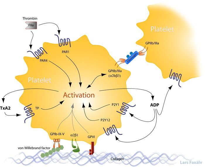 TROMBOCITA RECEPTOROK Hiány: Glanzmann trombastenia Aggregáció Hiány: