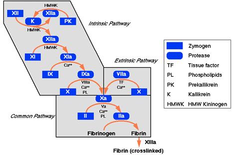 SZEKUNDER HEMOSZTÁZIS Véralvadási kaszkád fázisai: - Intrinsic út (APTI) - Extrinsic út (PI) - Közös út Az