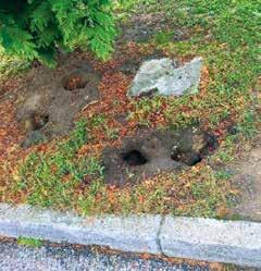 CASTRUM NOVUM - 2. číslo - 29. január 2018 Mesto začalo s celoplošnou deratizáciou Mestský úrad očakáva spoluprácu vodárenskej spoločnosti aj správcov objektov.