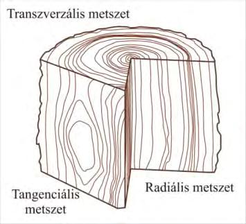 A szenült famaradványok