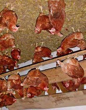 12 TAKARMÁNYOZÁS A szükséges aminosav-kiegészítéssel a borsó és a takarmánybab a baromfi-takarmányozásban is alkalmazható A nagy magvú hüvelyesek sertéstakarmányban történő alkalmazásánál figyelni