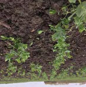 MŰTRÁGYÁZÁS 25 A foszfor fontos a rhizobiumok számára A takarmányborsónak, mint minden más hüvelyesnek, nagy a foszforigénye.