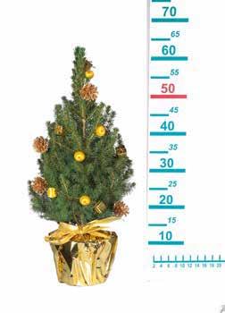 átmérője: 10,5 cm DÍSZÍTETT CUKORSÜVEGFENYŐ* 60 cm Növény magassága cseréppel
