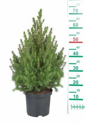 50-55 cm Cserép átmérője: 15 cm 2 999 Ft Akciós termékeink már az akció első