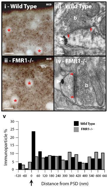 mglu 5 DGL-α Jung et al (2012) Nature