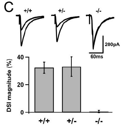 Retrográd endokannabinoid jelátvitel Kreitzer and Regehr (2001) Neuron