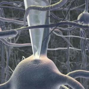 Patch-clamp elektródás élettani mérés A CB 1 receptor szükséges retrográd