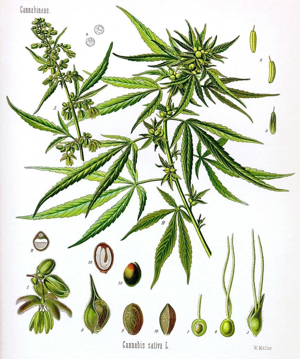 Az endokannabinoid rendszer Δ 9 -THC Raphael Mechoulam fedezte fel 1964-ben Yoong Shim modellje Cannabis sativa, Franz Eugen Köhler's