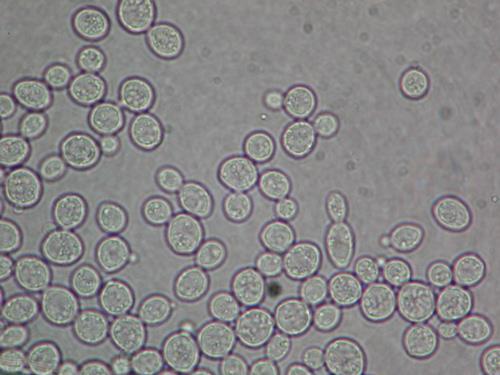 Biológia 7.