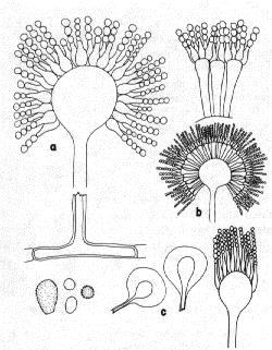 kép) fonalai nem tagoltak, szaporító képleteik, a spórák fejecskeszerű tokba záródnak. A kannapenészek (Aspergillus, 2. kép) és az ecsetpenészek (Penicillium, 3. kép) fonalai több sejtre tagolódnak.
