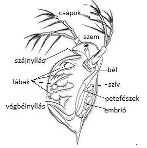 Biológia 7. 15 Mikroszkópos gyakorlatok (Forrás: http://tudasbazis.sulinet.hu, http://people.mokk.bme.hu, módosítva. ) 2. Hogyan lassíthatjuk élő vizsgálati alany mozgását?