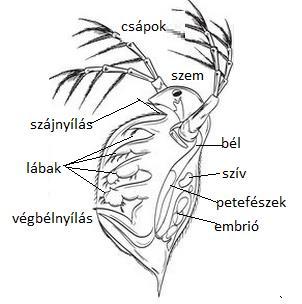 Mikroszkópos gyakorlatok Biológia 7. Szaktanári segédlet - PDF Free Download