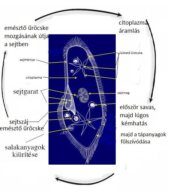 Biológia 7.