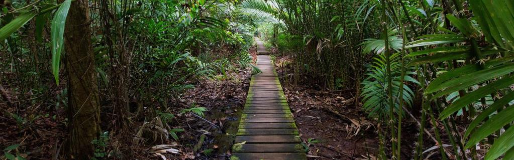 4. Nap: Kuching Batang Ai Nemzeti Park (R/E/-) Reggeli után elhagyjuk szállásunkat, és