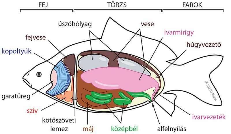 Táplálkozás Táplálkozásmódjuk szerint békés és ragadozó halakra osztjuk őket.