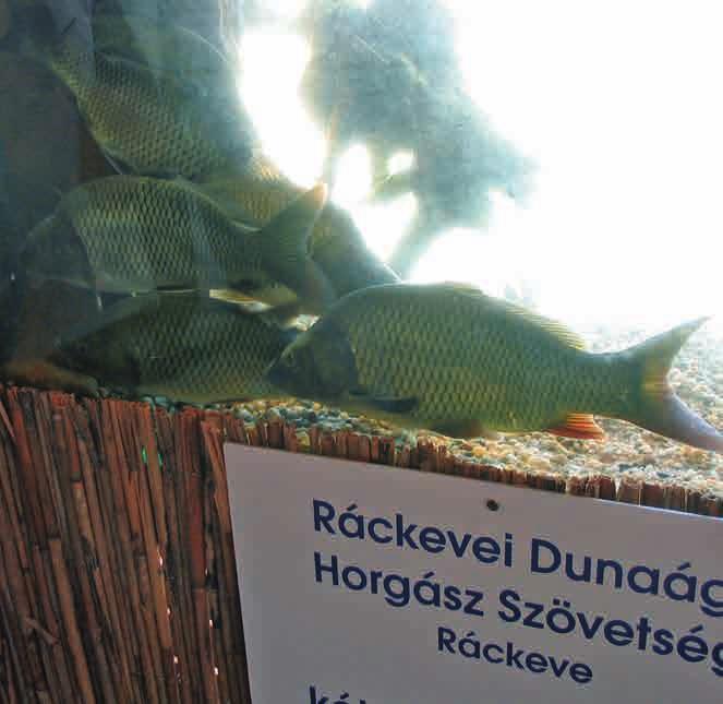 A Duna-Ipoly Nemzeti Park Igazgatóság természetvédelmi előírásai Az alábbi területek esetében az öszszefüggő nádfelületek, vízi- és vízparti növényzet semmilyen okból nem bontható meg.